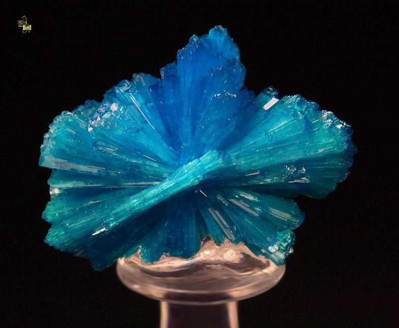 CAVANSITE bow tie