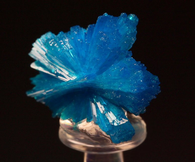 CAVANSITE bow tie