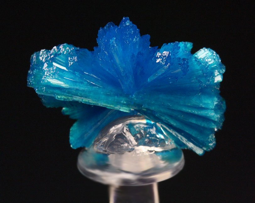 CAVANSITE bow tie