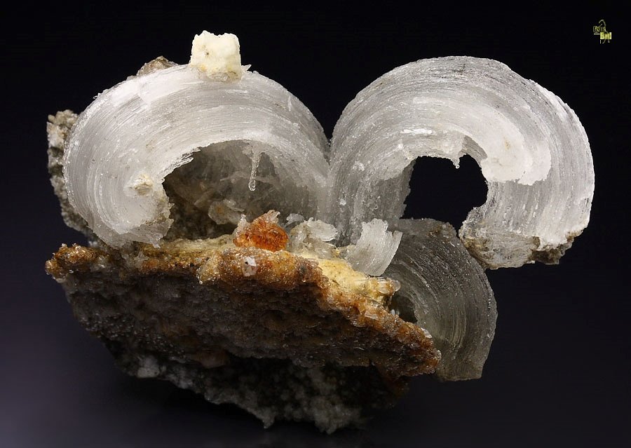 GYPSUM rams horn