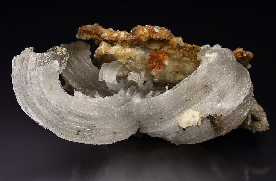 GYPSUM rams horn