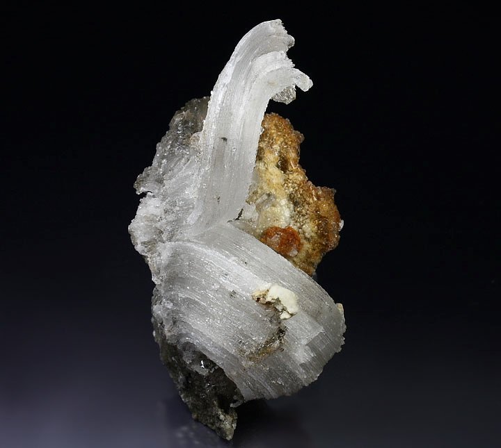 GYPSUM rams horn