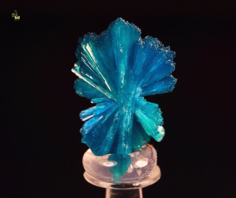 CAVANSITE bow tie