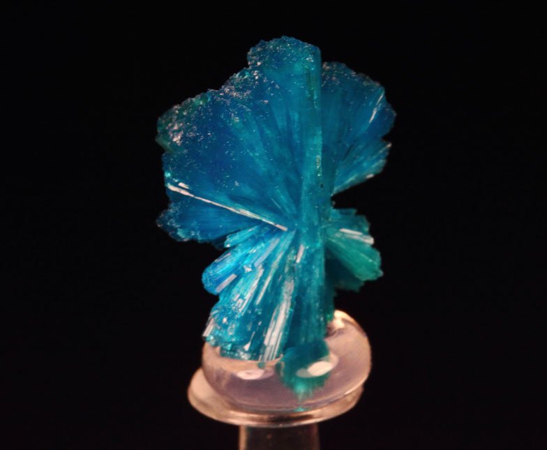 CAVANSITE bow tie