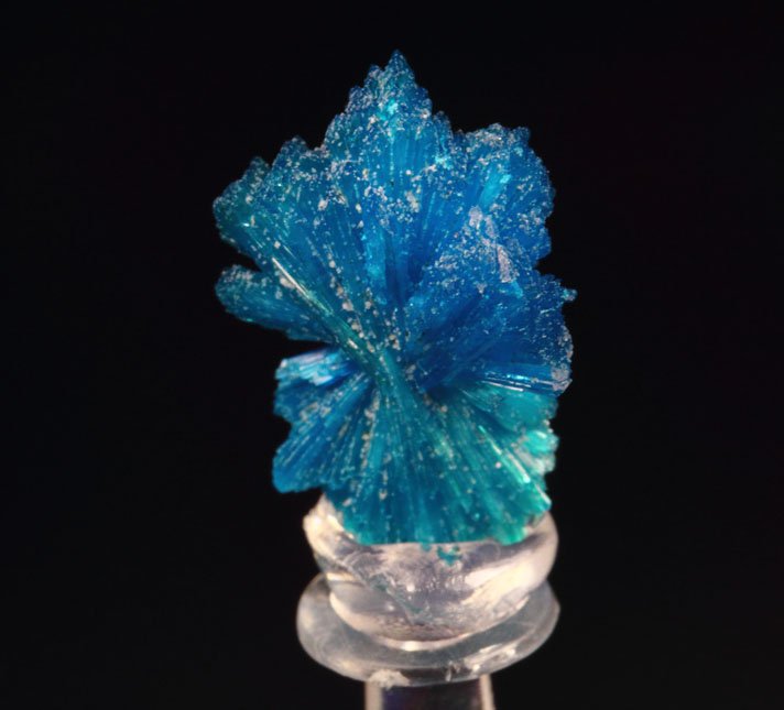 CAVANSITE bow tie