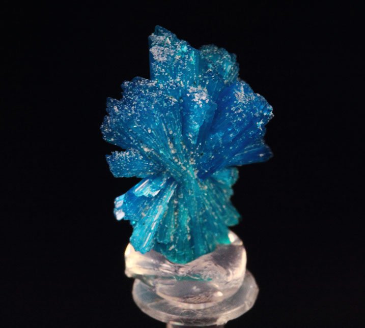 CAVANSITE bow tie