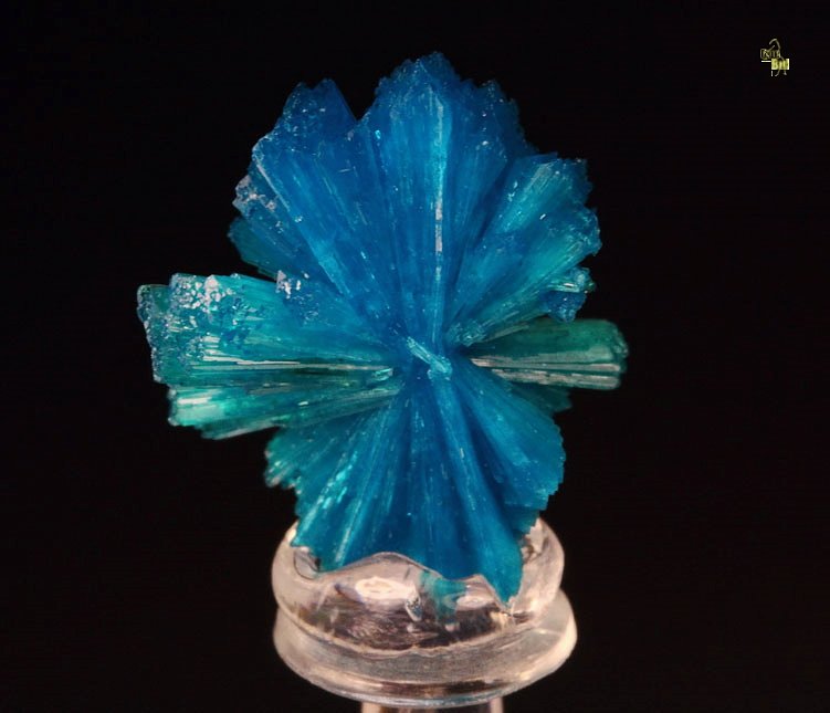 CAVANSITE bow tie