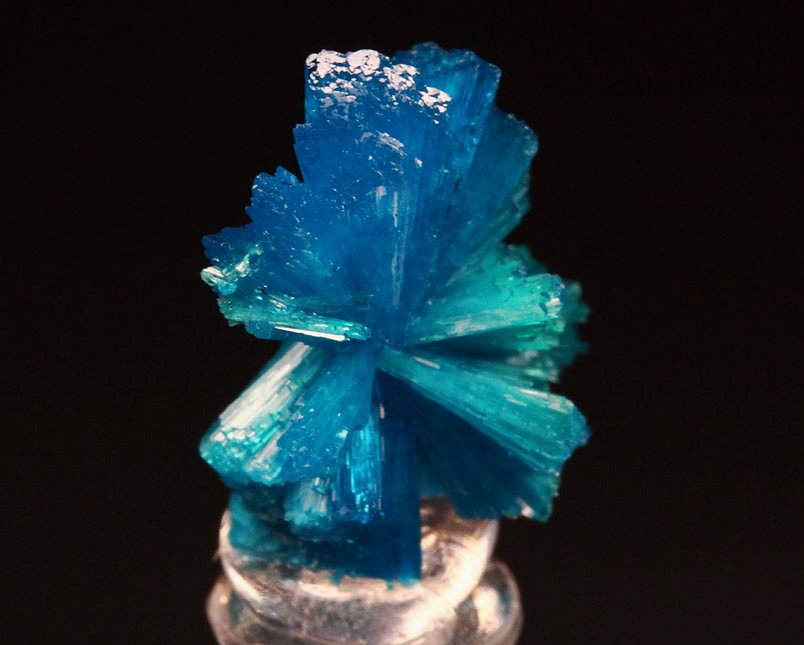 CAVANSITE bow tie