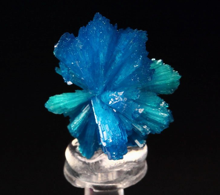 CAVANSITE bow tie