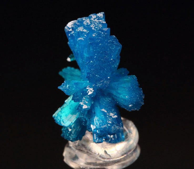 CAVANSITE bow tie