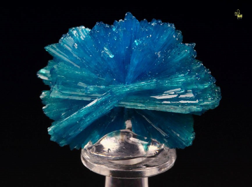 CAVANSITE bow tie