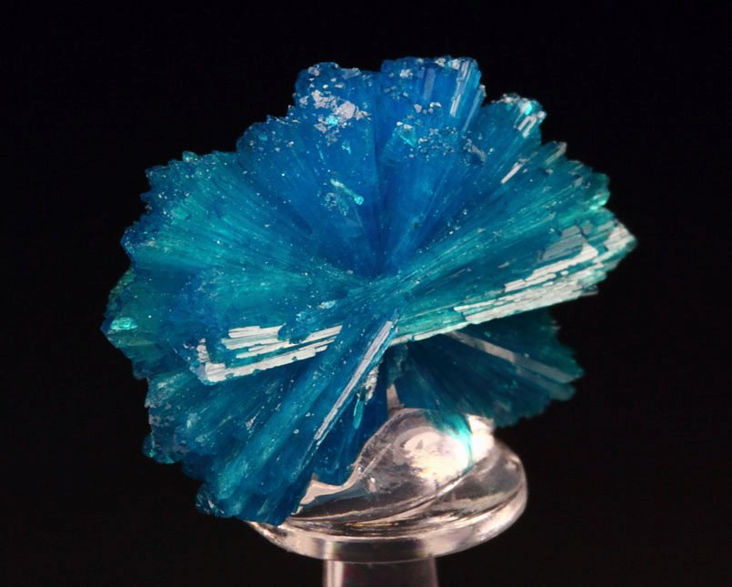 CAVANSITE bow tie