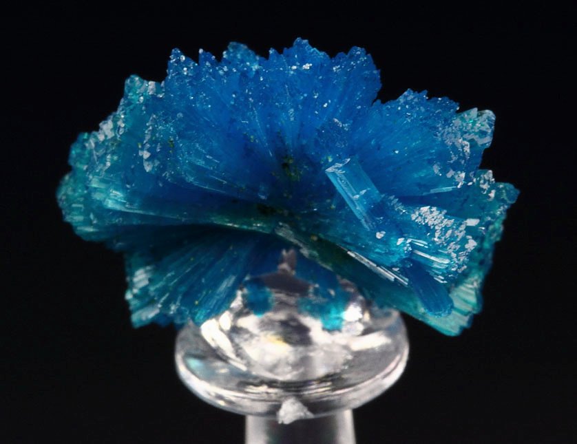 CAVANSITE bow tie