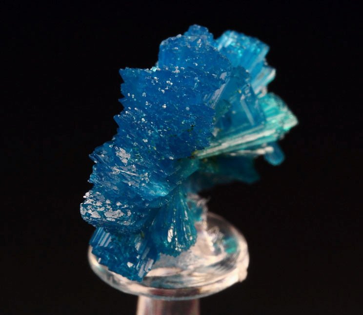 CAVANSITE bow tie