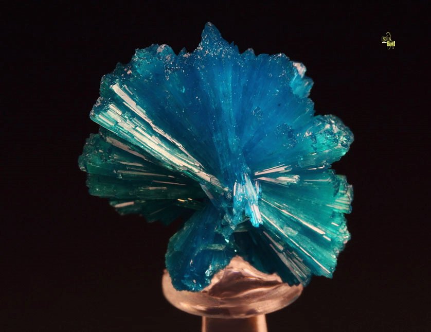 CAVANSITE bow tie