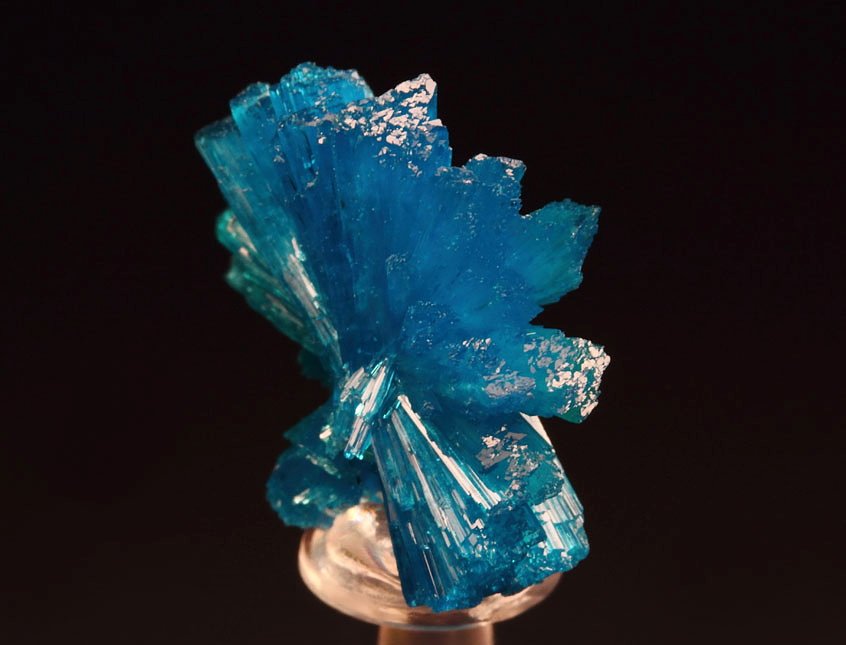 CAVANSITE bow tie