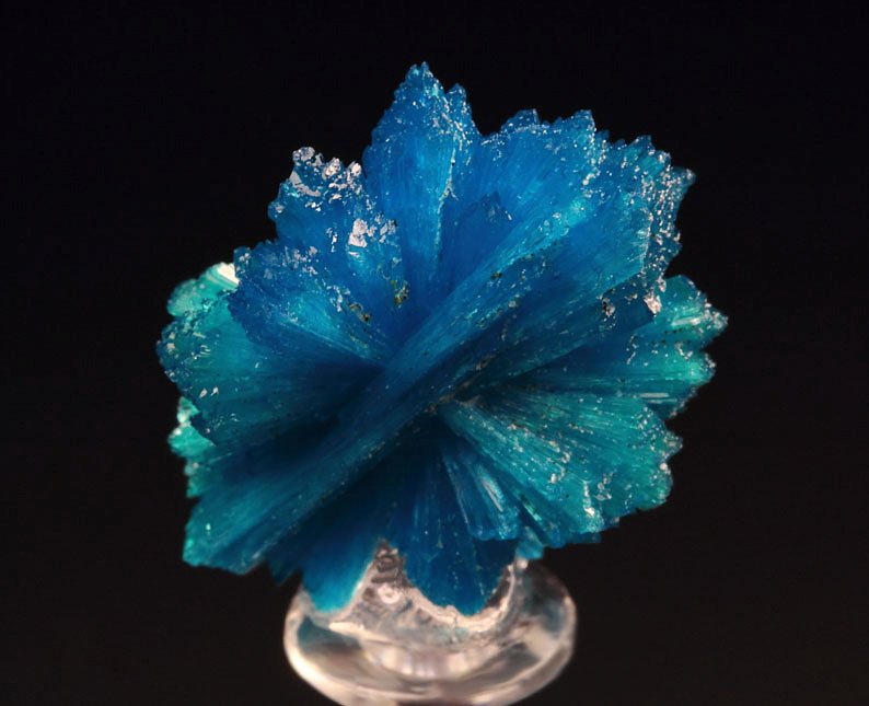 CAVANSITE bow tie