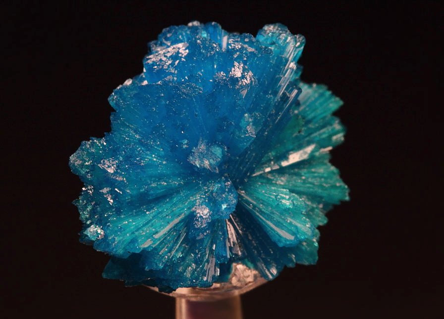 CAVANSITE bow tie