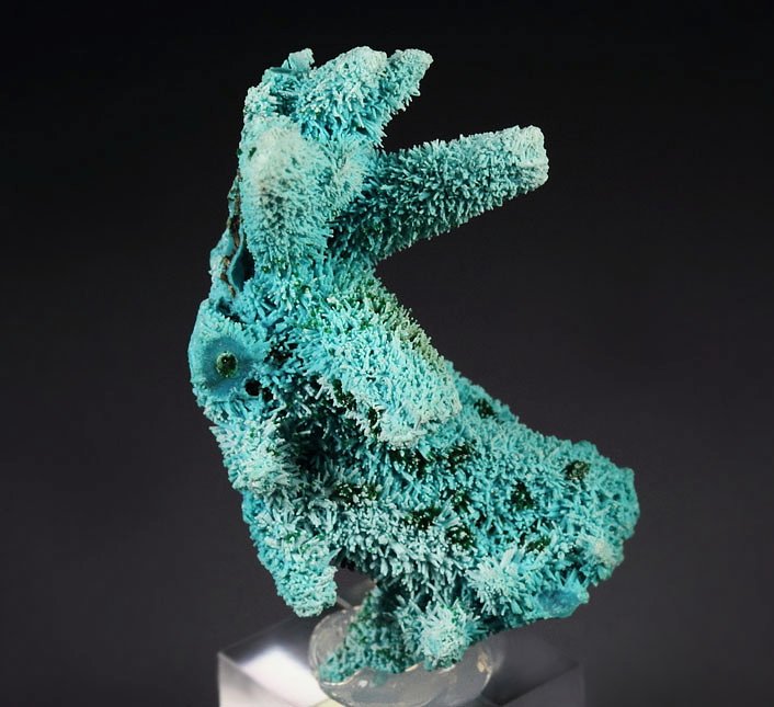 new find - AJOITE pseudomorph after AZURITE, after MALACHITE