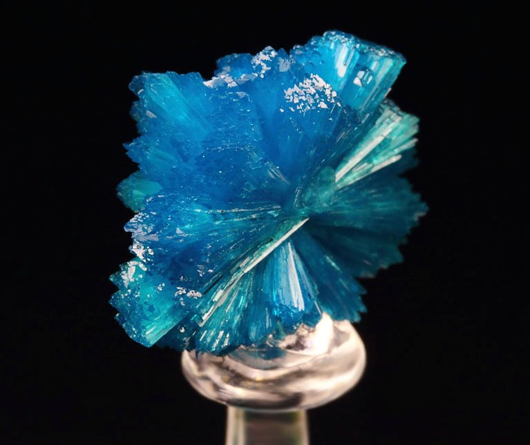 CAVANSITE bow tie