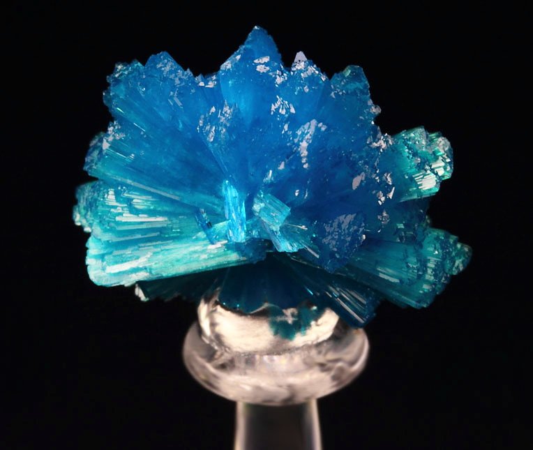 CAVANSITE bow tie