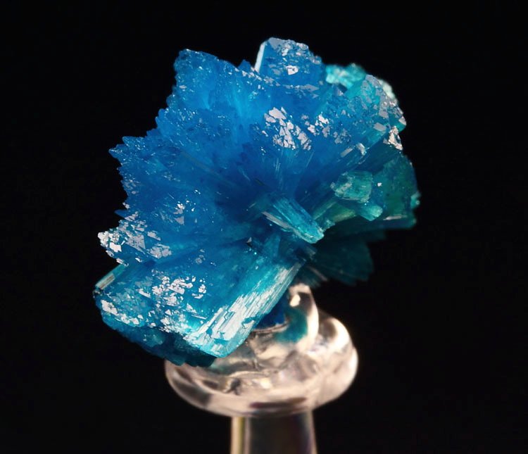 CAVANSITE bow tie