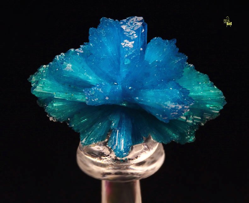 CAVANSITE bow tie