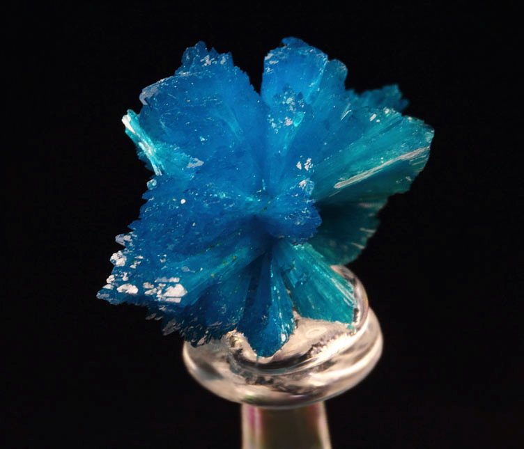 CAVANSITE bow tie