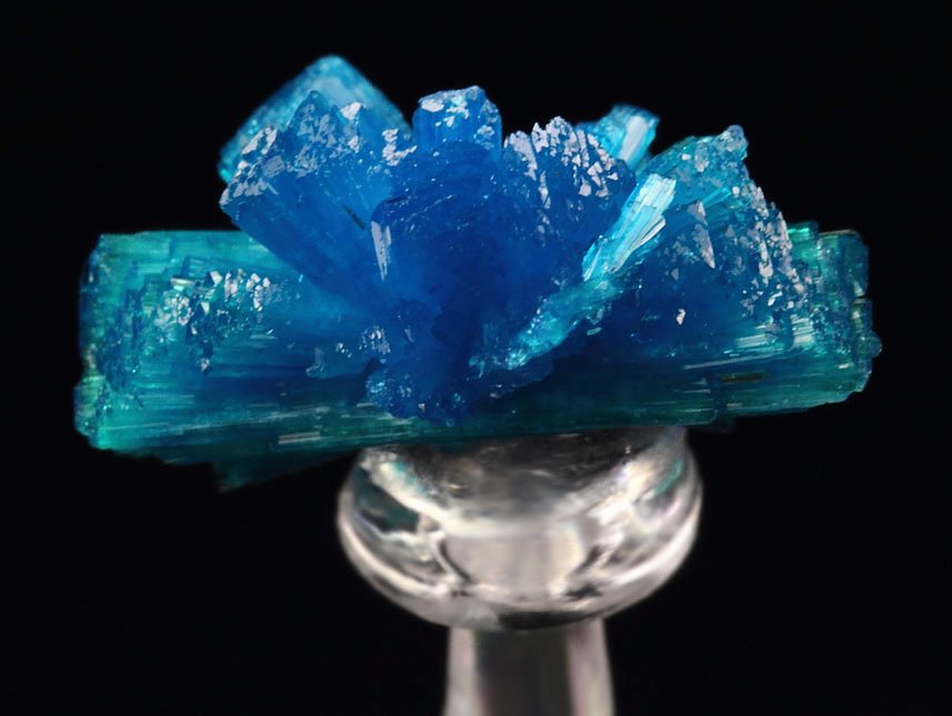 CAVANSITE bow tie