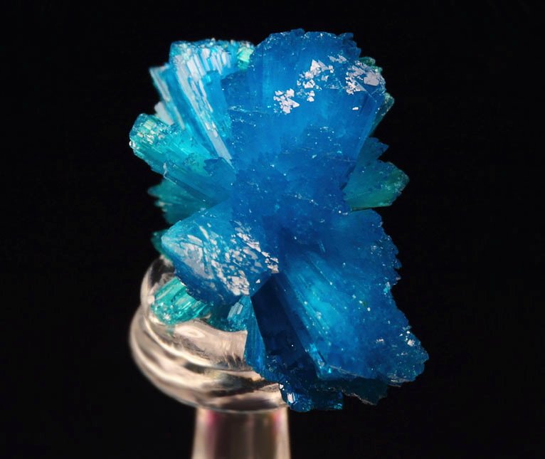 CAVANSITE bow tie