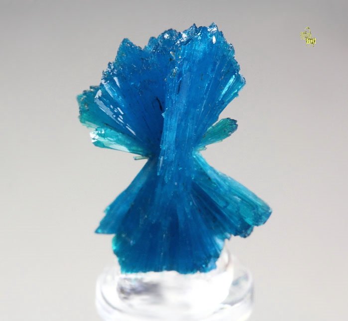 CAVANSITE bow tie