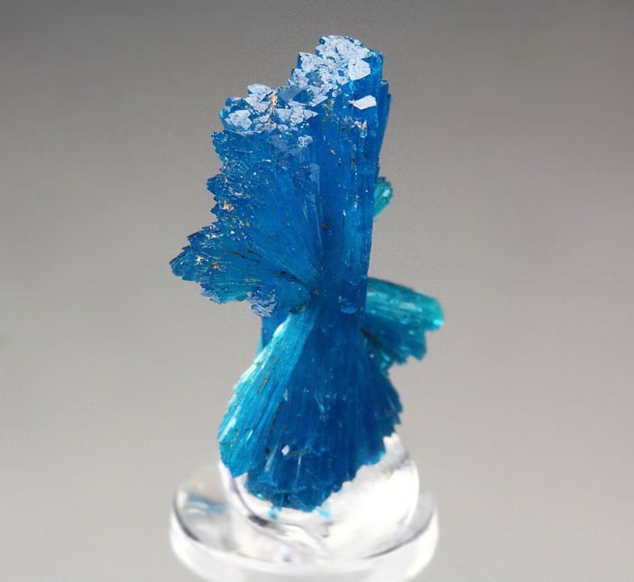 CAVANSITE bow tie