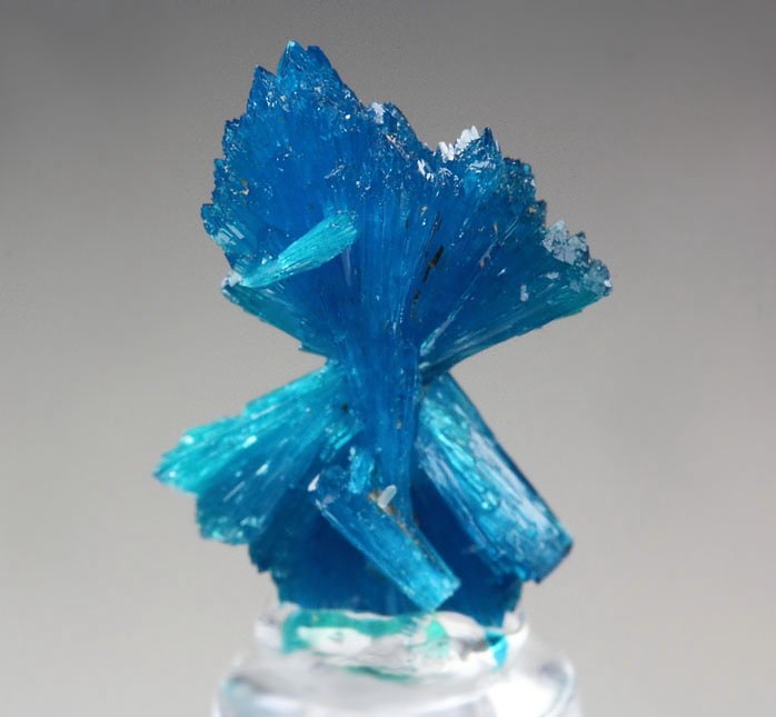 CAVANSITE bow tie