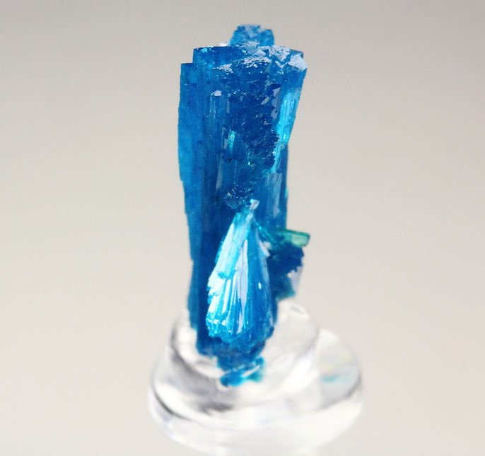 CAVANSITE bow tie