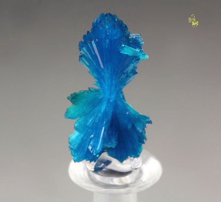 CAVANSITE bow tie