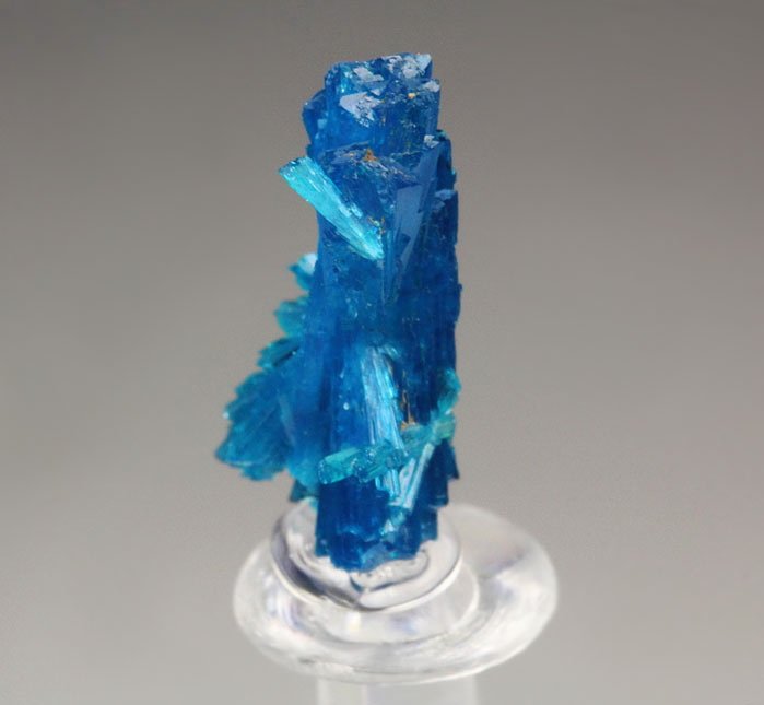 CAVANSITE bow tie