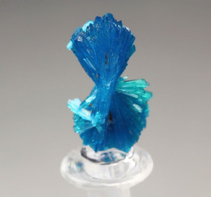 CAVANSITE bow tie