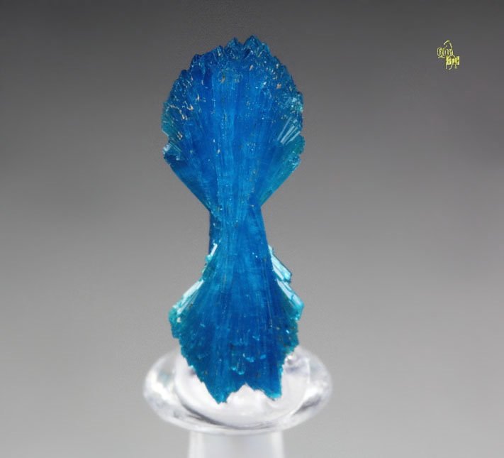 CAVANSITE bow tie