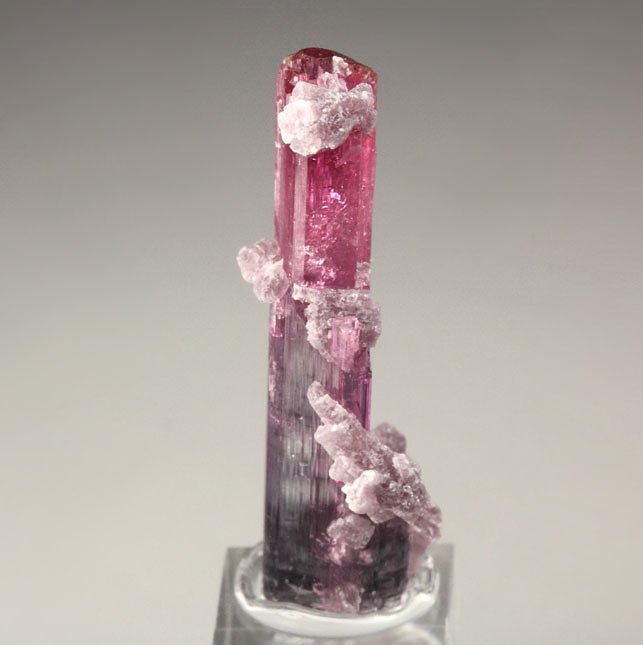 gem TOURMALINE var. ELBAITE, LEPIDOLITE