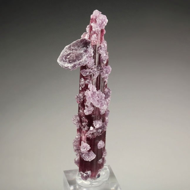 gem TOURMALINE var. ELBAITE, LEPIDOLITE