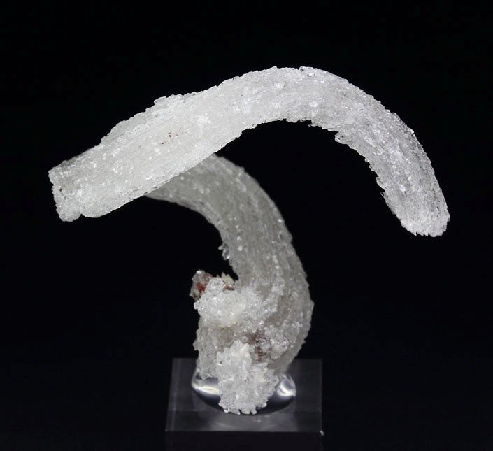 GYPSUM rams horn