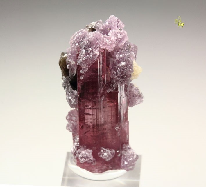 gem TOURMALINE var. ELBAITE, LEPIDOLITE, QUARTZ var. SMOKY