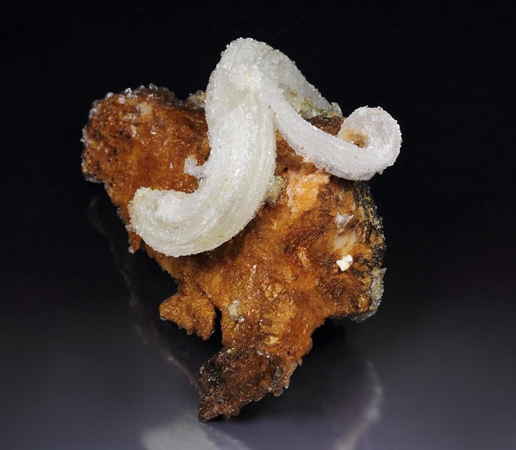 GYPSUM rams horn