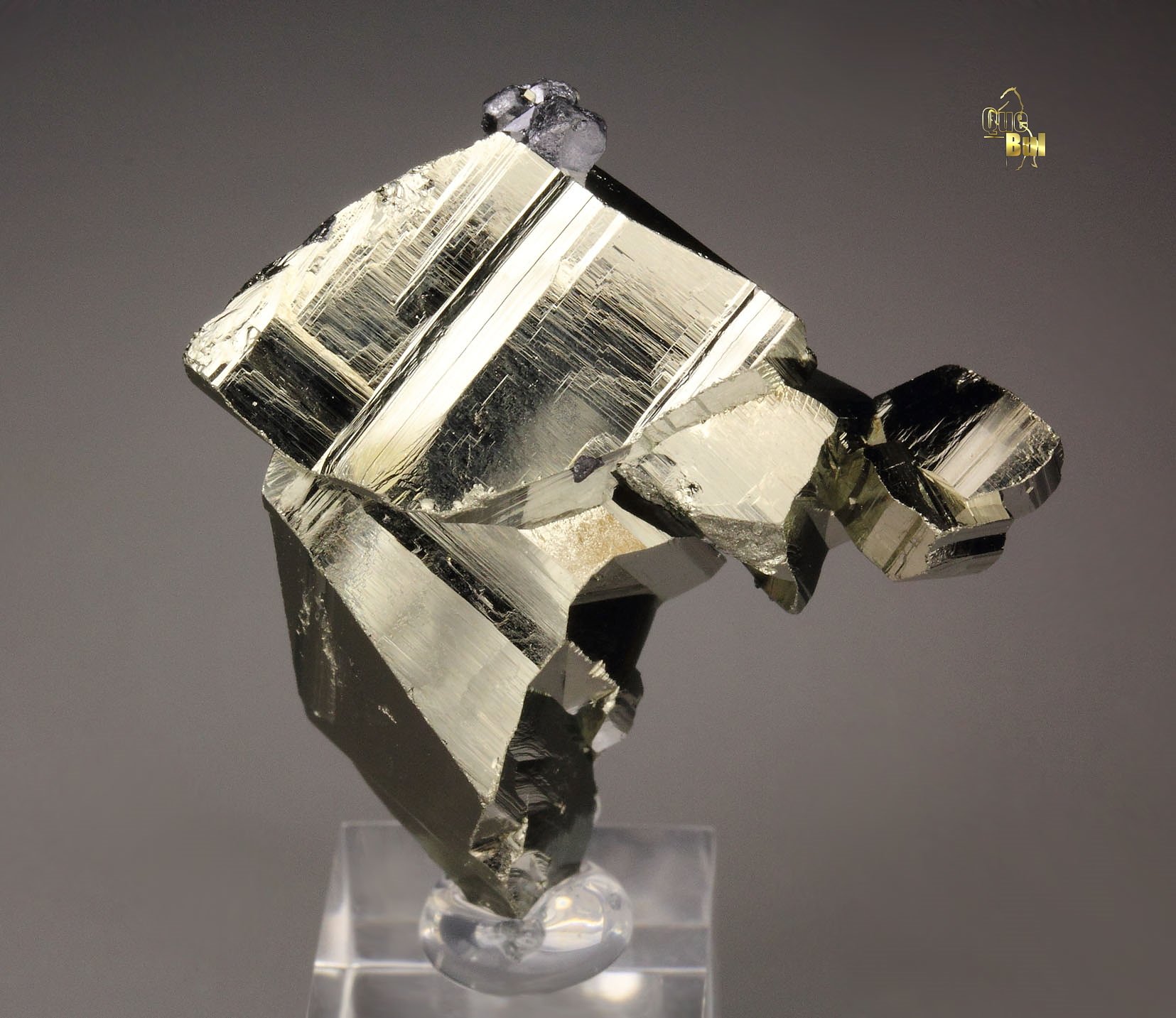 PYRITE floater, GALENA