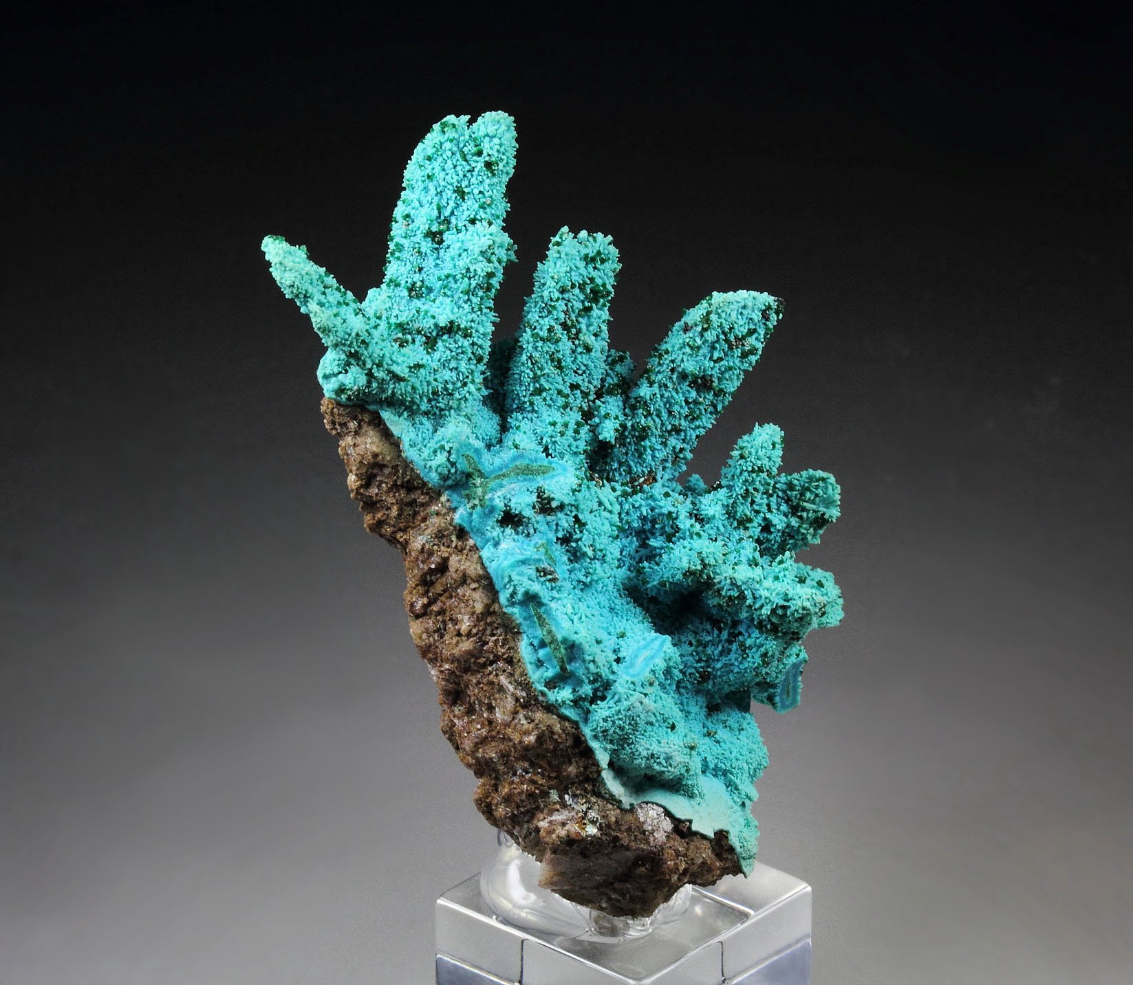 CHRYSOCOLLA pseudomorph after AZURITE, after MALACHITE