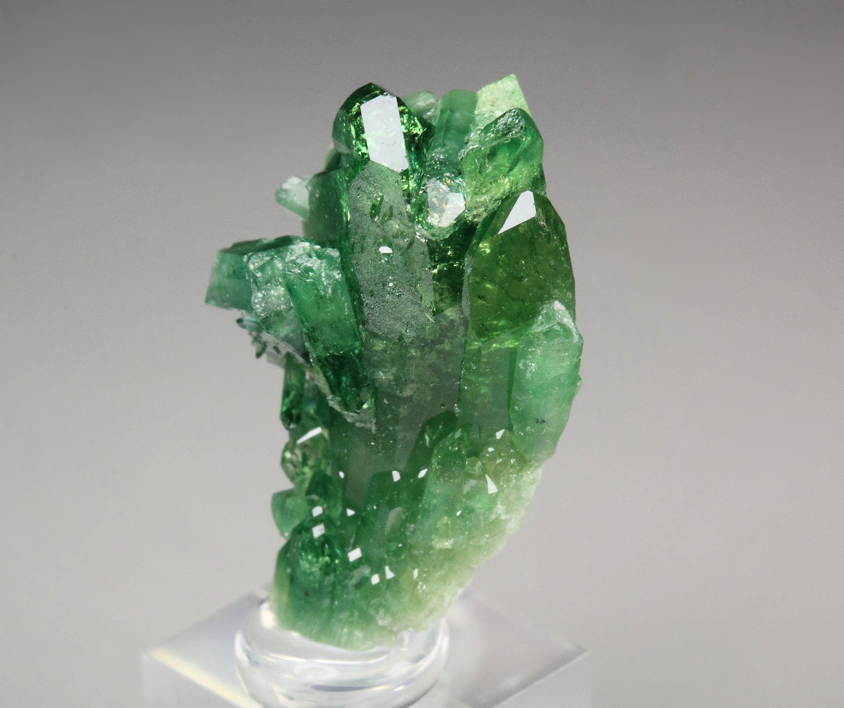 gem VESUVIANITE var. CHROMIAN