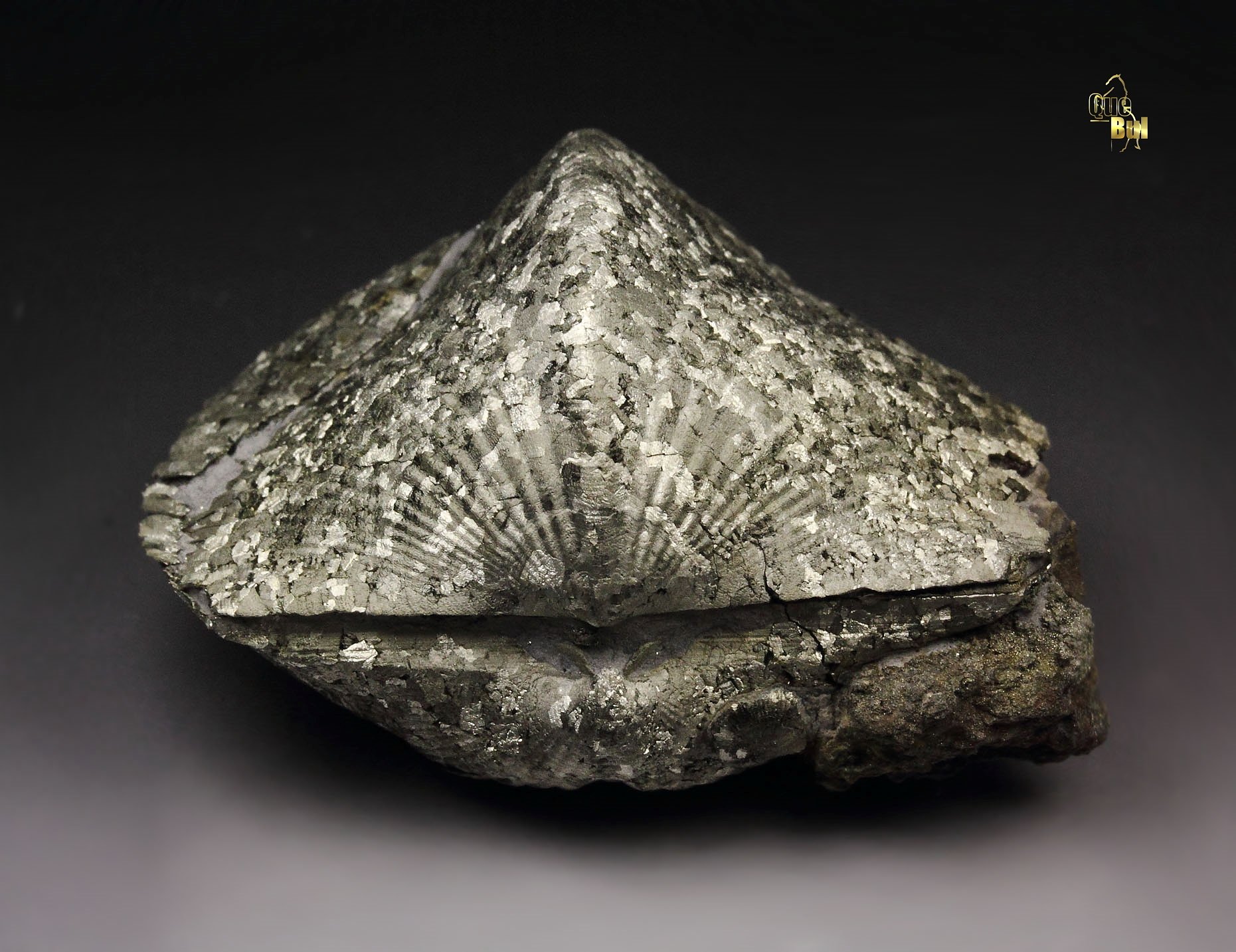 PYRITE replacing PARASPIRIFER BOWNOCKERI BRACHIOPOD shell