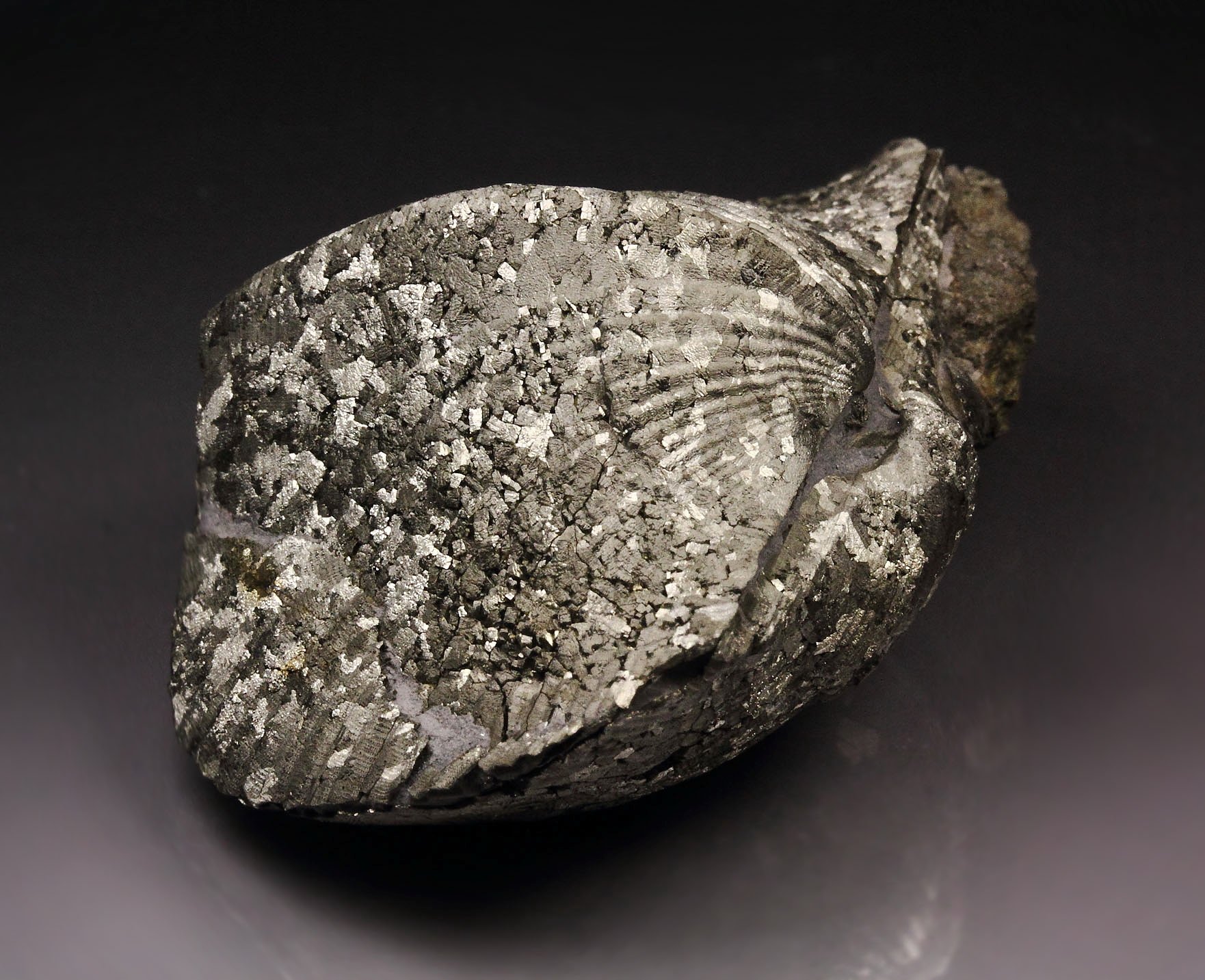 PYRITE replacing PARASPIRIFER BOWNOCKERI BRACHIOPOD shell