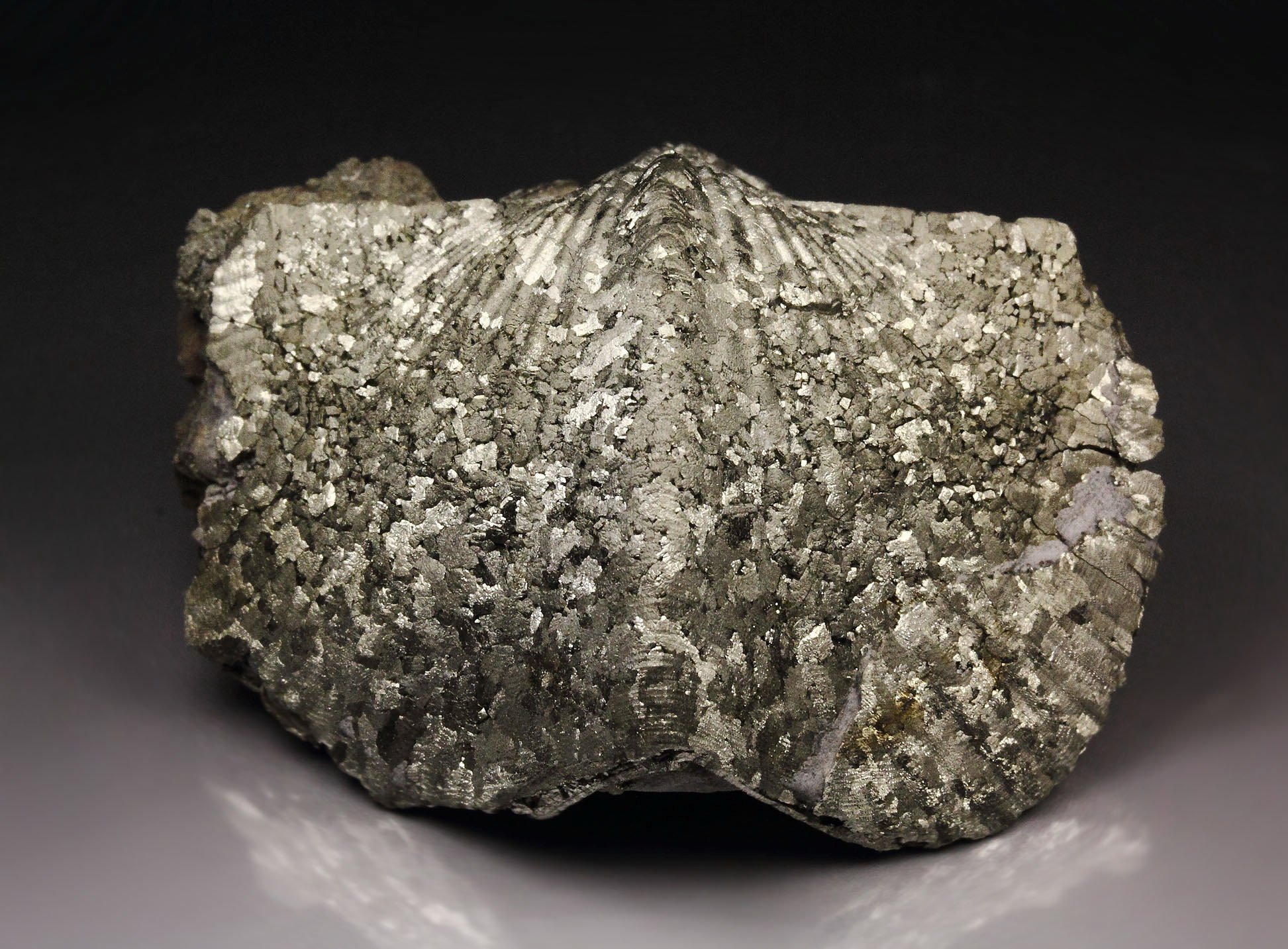 PYRITE replacing PARASPIRIFER BOWNOCKERI BRACHIOPOD shell