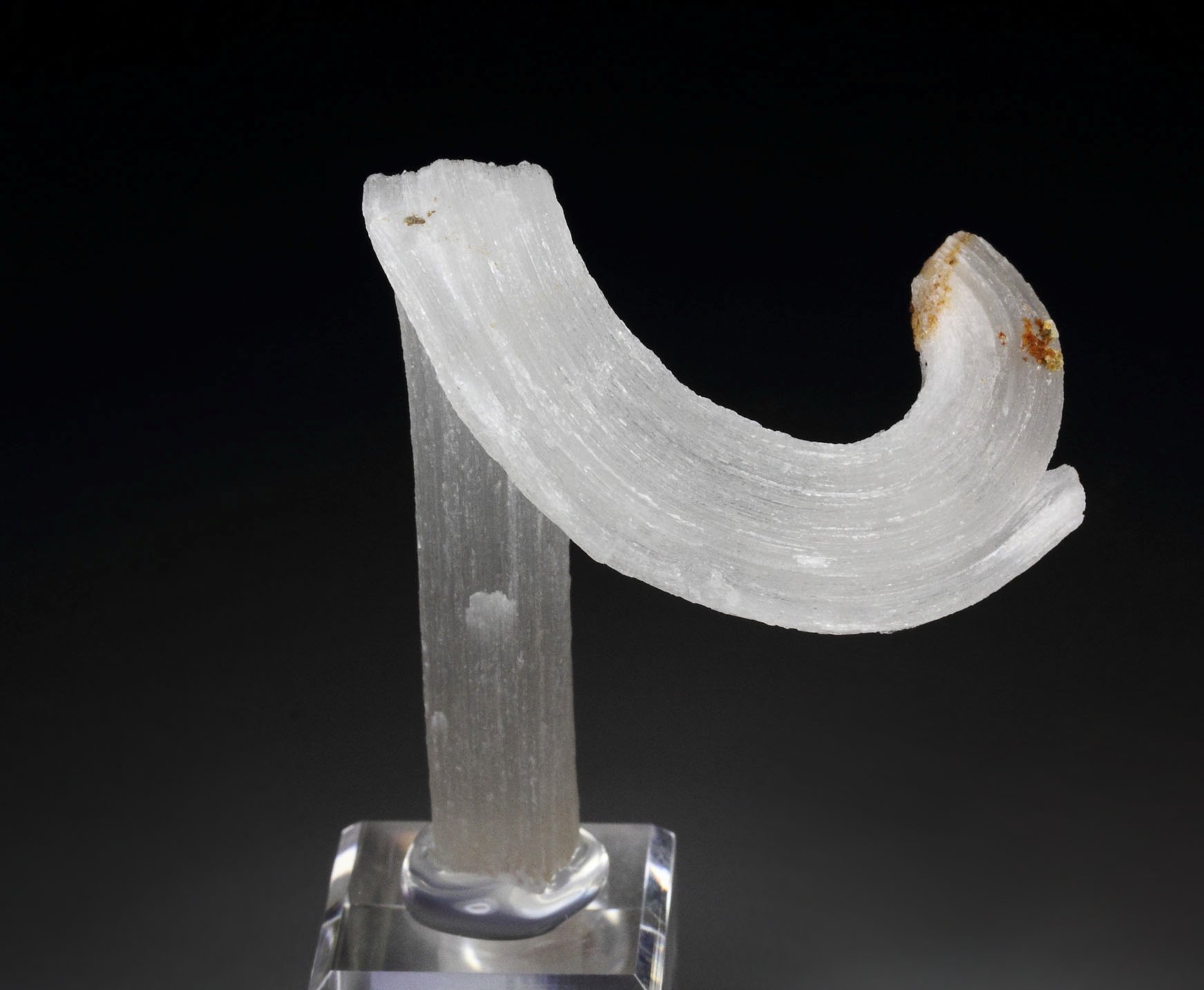 GYPSUM rams horn